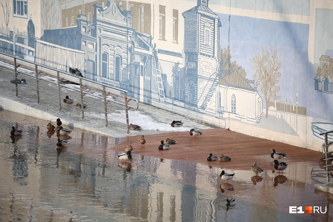 Комфортно в городе себя ощущают только водоплавающие | Источник: Владислав Лоншаков / E1.RU
