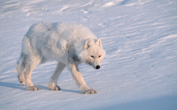 Белые и пушистые: как живется «серым» волкам на далеком канадском острове