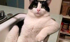 Смешные коты, которые нашли свое место в этом мире (17 фото)