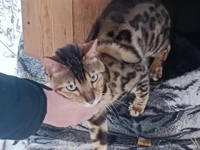 Животное очень ласковое и контактное | Источник: читательница НГС