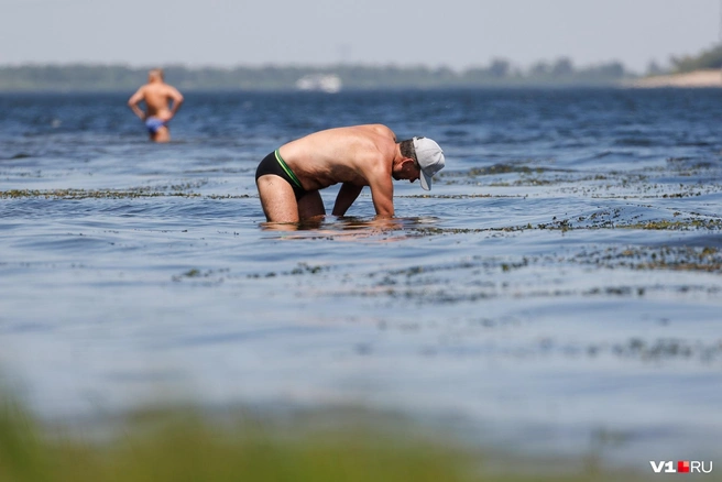Течением прибивает к берегу множество водорослей, но отдыхающим это не мешает | Источник: Алексей Волхонский / V1.RU