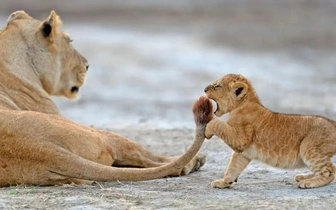 И они скрывали: только взгляните на 15 уморительных фотографий с конкурса Nikon Comedy Wildlife Awards 2024, которые непостижимым образом не дошли до финала