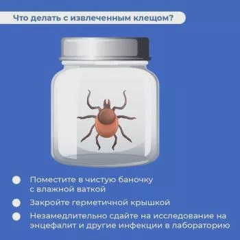 Активность клещей сохраняется: в Башкирии 6292 обращения | Источник: health.bashkortostan.ru