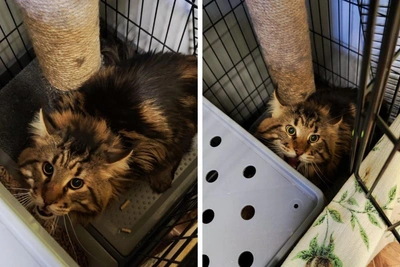 Maine Coon in Perm Needs Home After Aggression Towards Child