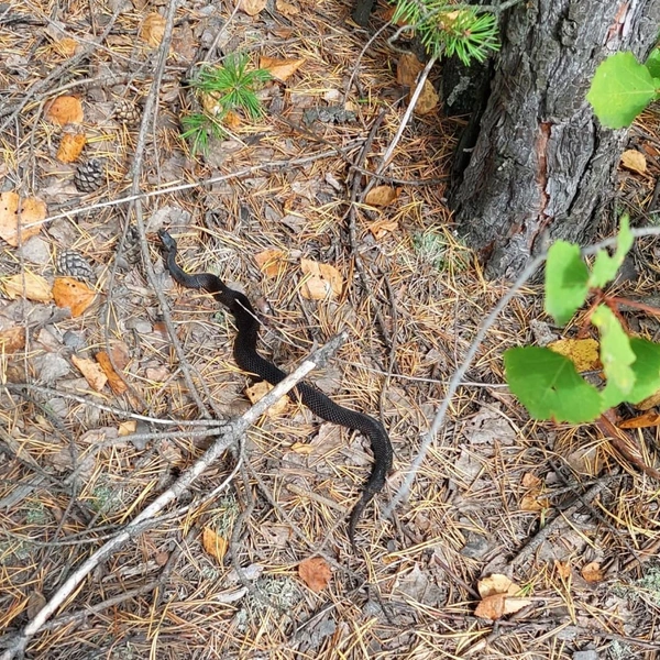 Источник: Дары лесов Урала. Грибы Екатеринбурга и области / Vk.com
