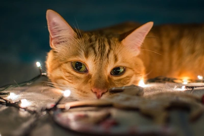 Кронштадт не дождался тепла к вечеру