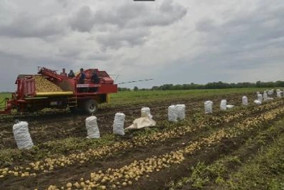 В Саратовской области выросло производство картофеля