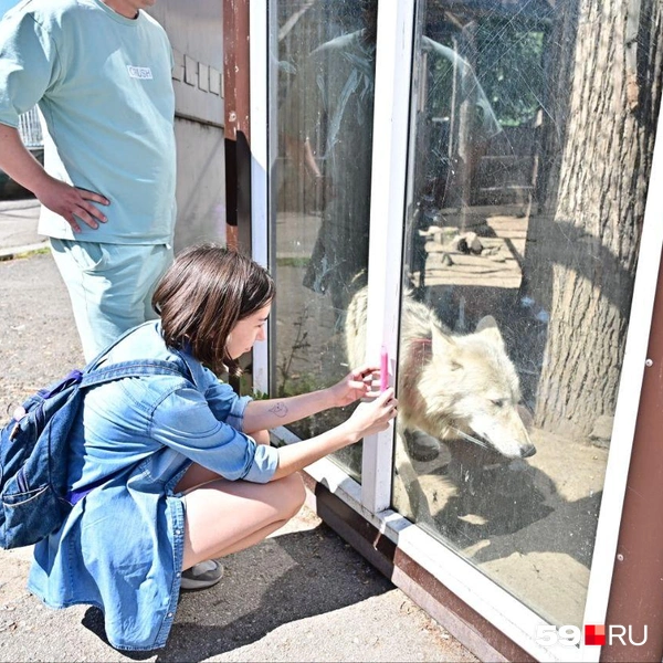 Посетители привлекают внимание животных | Источник: Василина Любимова / 59.RU 