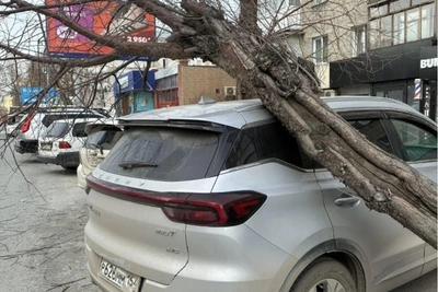 В Новосибирске дерево упало на Chery: спасатели распилили ствол