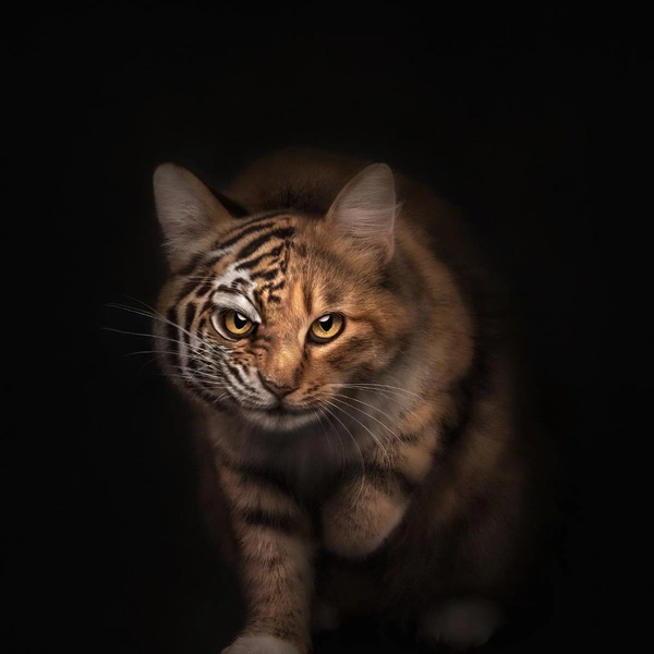 Еще одна работа победительницы конкурса Кэти Брокман | Источник: Katie Brockman / Pet Photography Awards 2025