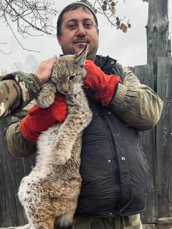Рысь пришла в забайкальское село — ее покормили и выпустили в лес | Источник: T.me/gvszab