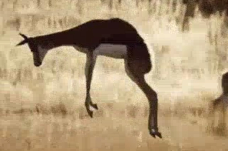 В Интернете обсуждают замедленную съемку прыгающей антилопы