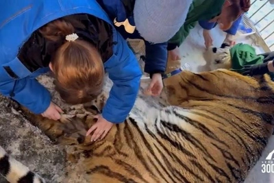 Unsteady gait, weight loss alarm zoo for tiger and leopard