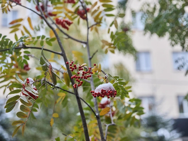 В ближайшее время в области возможен небольшой мокрый снег | Источник: Александр Ощепков / NGS.RU