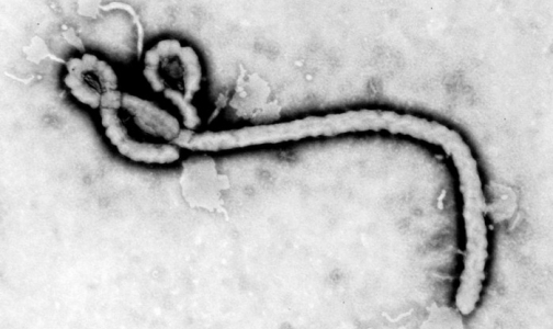 Вирусологи, вернувшиеся из Африки, оценили опасность лихорадки Эбола для России