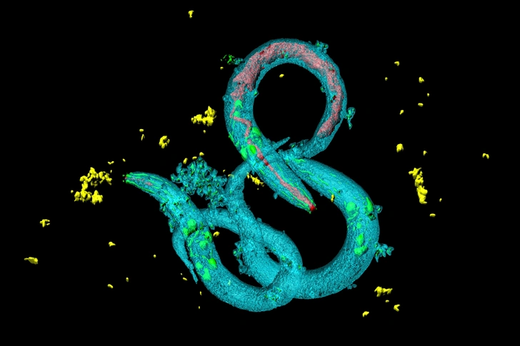 Нематода Caenorhabditis elegans | Источник: Heiti Paves via Legion Media