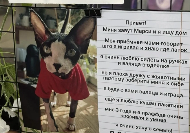 Источник: Полина Шевчукова / NGS22.RU