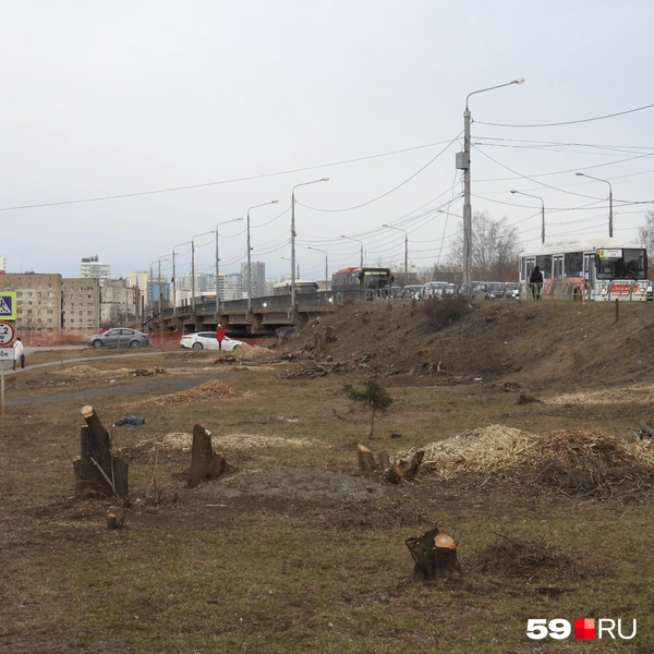 Вырубали деревья несколько дней, теперь здесь только пеньки | Источник: Кирилл Хафизов / 59.RU
