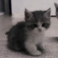 Аватарка _mmowkie