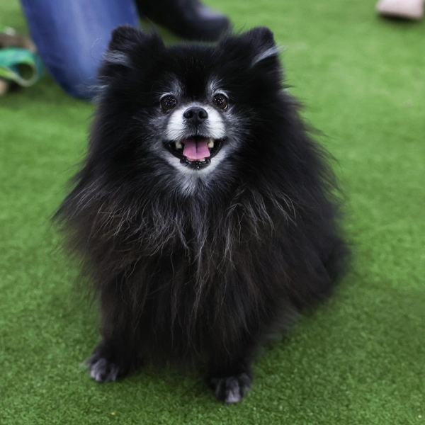 Источник: Jamie McCarthy/Getty Images for Westminster Kennel Club