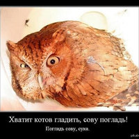 Аватарка Сова