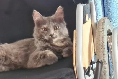 Strange woman steals kitten from disabled girl in Yekaterinburg