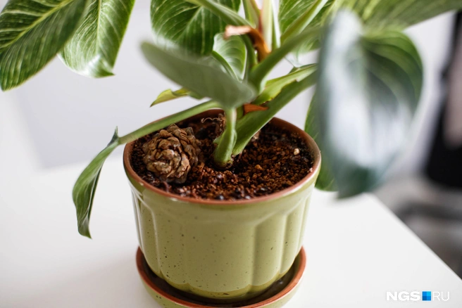 Грунт должен быть легким и рыхлым | Источник: Андрей Бортко / NGS.RU