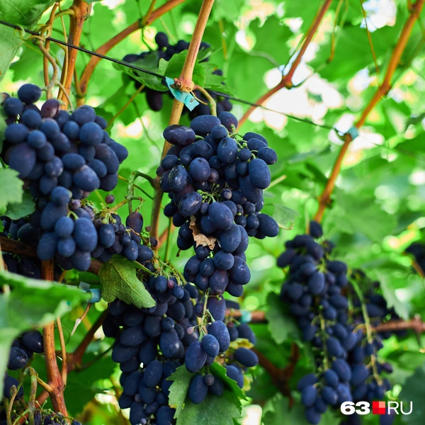 Источник: Роман Данилкин / 63.RU