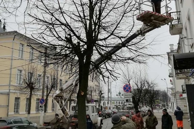 В Костроме заканчивается весенняя обрезка деревьев