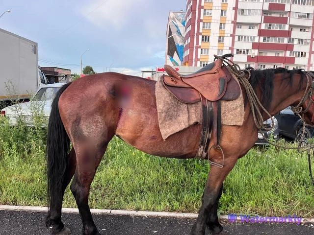 У лошади ссадины, ее наездник не пострадал | Источник: ГАИ Магнитогорска