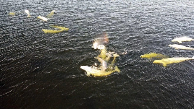 Танцы белух у мыса Белужьего | Источник: Евгений Марсаков