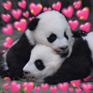 Гадание на пандах: кто сейчас очень хочет тебя обнять? 🐼