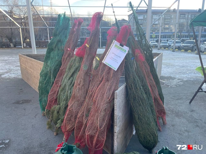 Небольшой выбор елок | Источник: Радик Енчу / 72.RU