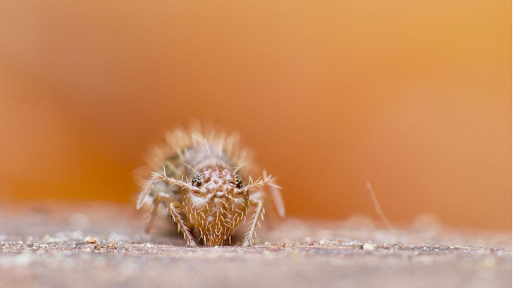 10 фото крошечных созданий из почвы, которых вы ни за что не заметите сами