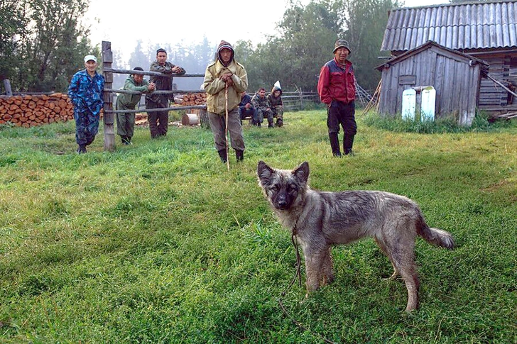 Друг в беде не бросил: как трехлетняя Карина Чикитова провела 9 дней в тайге с щенком и выжила