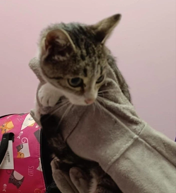 Кошка кормила всех десятерых котят | Источник: предоставлено Кристиной