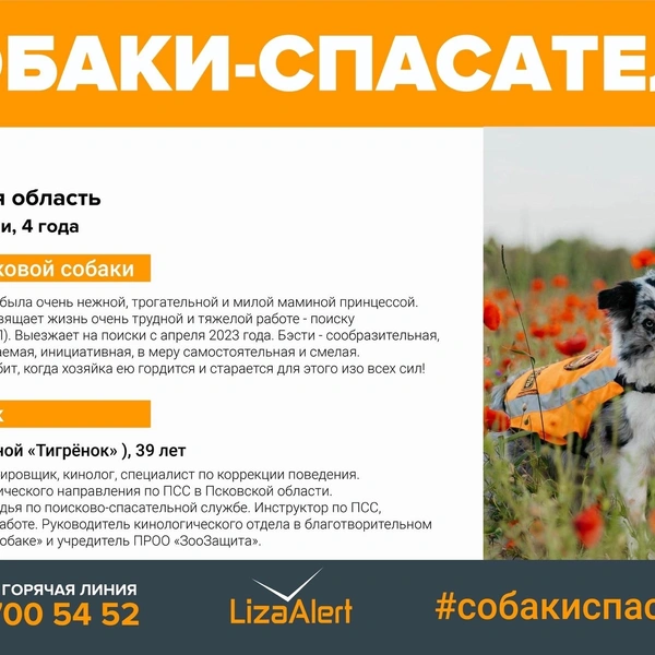Источник: «ЛизаАлерт»