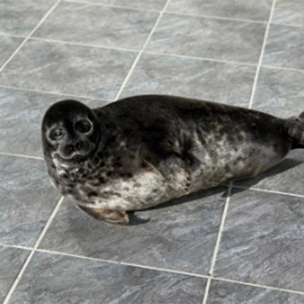 ладожская кольчатая нерпа Шлисси | Источник: Спасение тюленей 699-23-99 / Vk.com