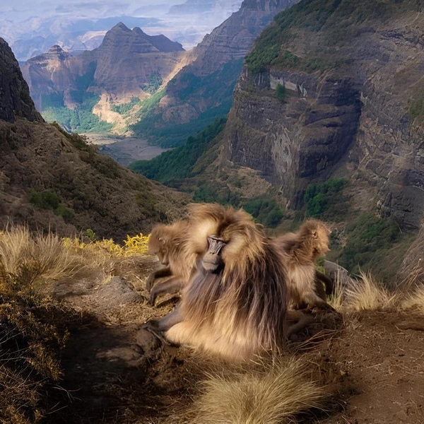 Источник: Turgay Uzer / Close-up Photographer of the Year 2025