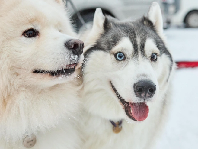 Программа включает различные дисциплины, в том числе забеги с участием детей. | Источник: Александр Ощепков / NGS.RU 