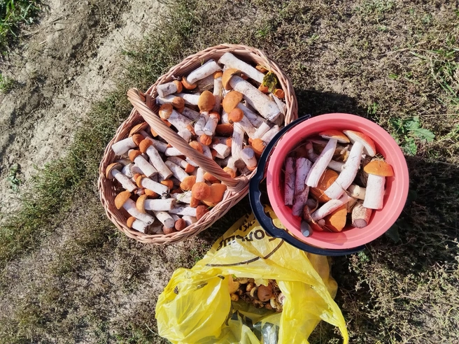 Столько грибов собрала свердловчанка в Арамиле | Источник: Наталья Еланцева / «Уральский яжегрибник» / Vk.com