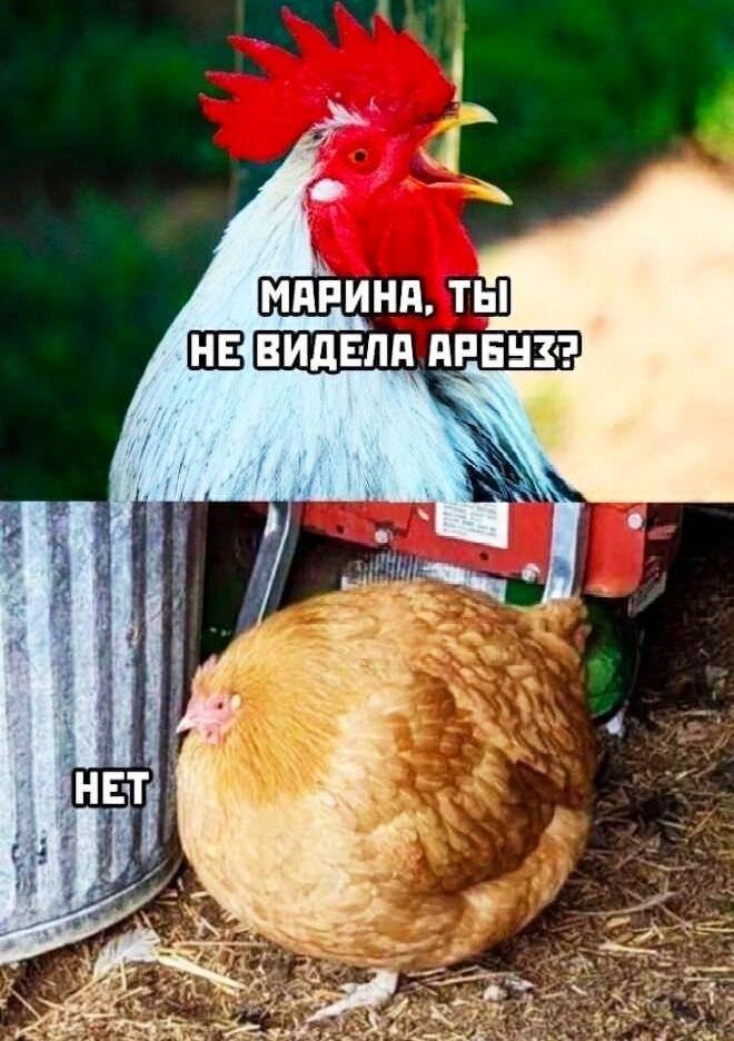 Немного арбузов вам в ленту :-) Здравствуйте, уважаемые, Приятного, времени, суток