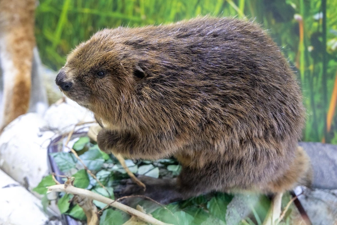 Бобры разделяют обязанности среди сородичей | Источник: Владислав Лоншаков / E1.RU