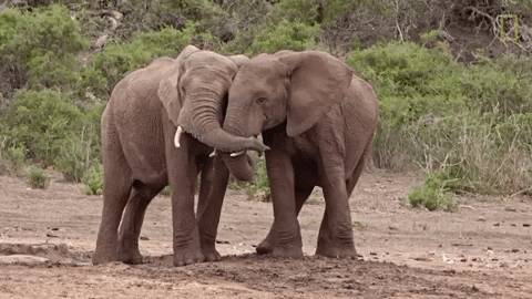 Фото №1 - 5 вещей, которые слоны умеют делать, а ты – нет