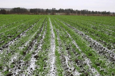 Spring frost probability soars in Rostov region