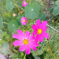 Аватарка elConstanta