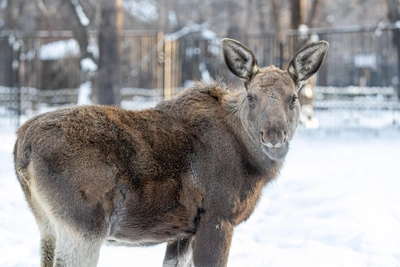 Задержаны пытавшиеся украсть тушу лося после аварии