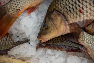 Чибис предложил продлить рыбные квоты до 20 лет