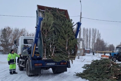 Waste operator shows recycling of Samara's Christmas trees