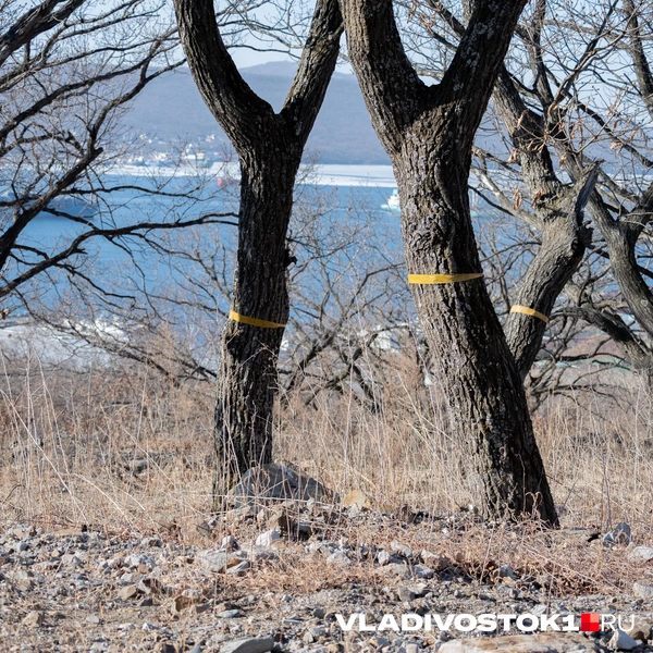 Источник: Елена Буйвол / VLADIVOSTOK1.RU